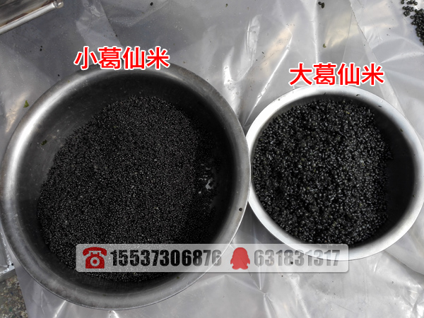 葛仙米分級(jí)篩