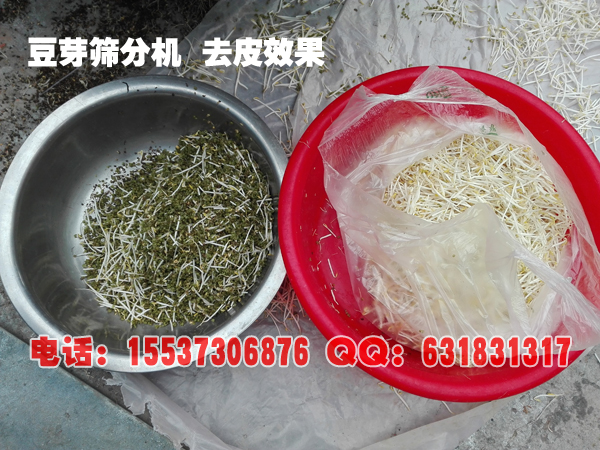 豆芽篩分機(jī)去皮效果